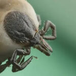 encéphalite à tiques